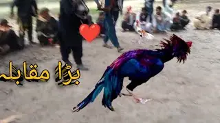 Mainwali Aseel Rooster and Hen | Rare Pair