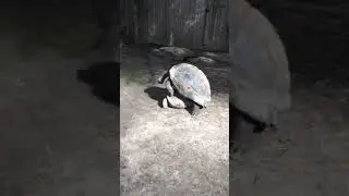 Giant turtles having sex