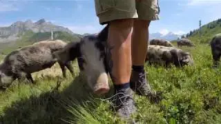 Was Schweine wirklich brauchen - KAGfreiland Alps&auml;uli