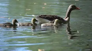 young Greylag Goose &ndash; swimming/diving