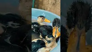 Swimmer duck baby&rsquo;s 😆😂 #duckswimming #funny #foryou