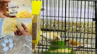 Breeding season softfood or egg food this is best for chiks growth 