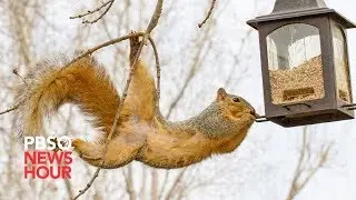 Why city squirrels can get a little too friendly