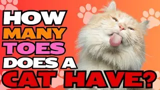 How Many Toes Does a Cat Have? 🐱🐾