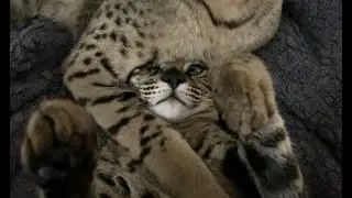Cute F2 Savannah Cats Taj And Zara Showing Some Love
