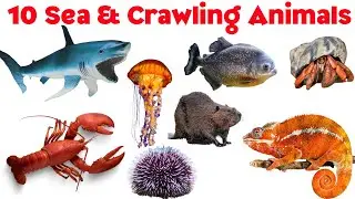 Learn 10 Sea & Crawling Animals for kids | Reptiles & Water Animals Names in English