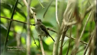 Yungas Tody-Tyrant - San Juan del Oro - Putina Punku