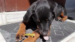 Rottweiler dog enjoying treat
