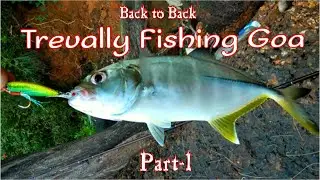 Trevally Fishing in Goa, India in a feeding frenzy, Part 1