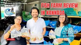 Bangalore Guppies and Bettas Fish farm Kukkus Pets review video In Kannada #bettafarm #guppyfarm 