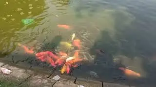 Many Colorful Fish in Pond Feeding a Huge Colorful Fish | Amazing Fish Video | Fish Feeding