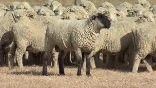 Western Ag Network Report for February 9, 2023