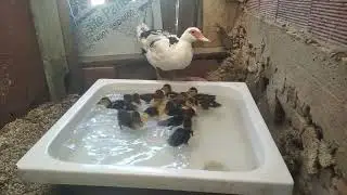 تربية بط كنار