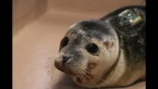 Tracking & Tagging Marine Animals