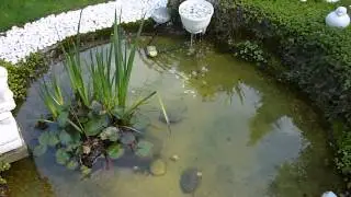fischteich