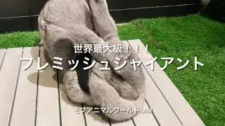 世界最大級！！フレミッシュジャイアント ウサギ【モフアニマルワールド みなとみらい 】