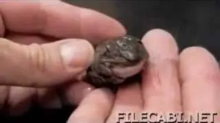 North American Wood Frogs