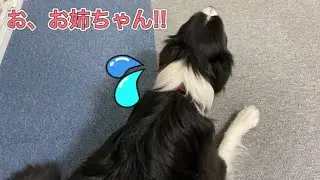 大好きなはずの姉が遊びにきたのに全く近づこうとしない愛犬…なぜ？？