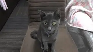 ２０１７猫ちゃん　幸運をもたらすコラット猫・ユーク君！。