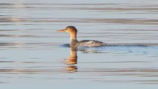 4K Szlachar (samica) / Female red-breasted merganser / Mergus serrator