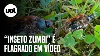Zumbi da vida real: fungo &eacute; flagrado tomando corpo de inseto morto