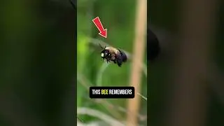 This Bee Remembers Your Face 😳🐝 |#facts