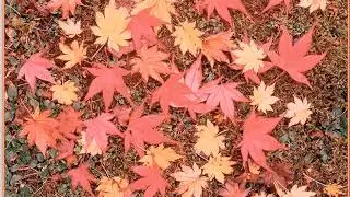 秋之美