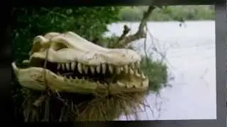 Stelvio Cipriani - Alligator Terror from The Great Alligator (1979)