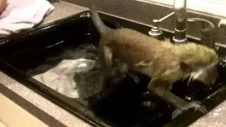 KING KONG GREEN GUENON MONKEY 9 MONTHS SWIMS IN SINK 3