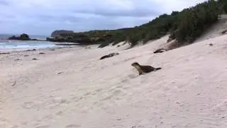 The baby seal barking