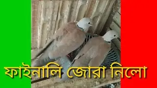 জোরা দিয়ে দিলাম,ঘুঘু পাখি পালন ২০২৩