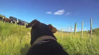 Happiest Dog in the World. GoPro Farm Dog