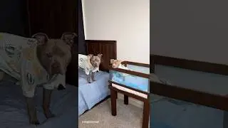 Morning Routine With 3 Dogs 🐾🩵  #dog #dogmom #aesthetic #puppy #viral #shorts #cutedog #cute