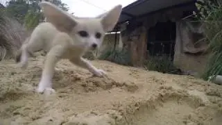 Fennec Fox Kit at Taronga Zoo