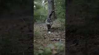 Outdoor Cat Exploring The Woods