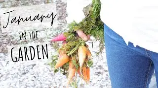 January in the Winter Garden - Winter vegetable garden harvest + preparing for spring