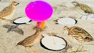  3Mud-hole Btair Trap | The Best And Most Unique Creative  Pigeon Trap | Btair Traps easy and fast |