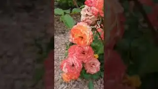 #роза #цветы #розы #garden #gardening #flover #flower #многолетниецветы #многолетники #сад #цветущие