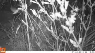 Silene niceensis pollinated by Sphingid