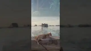 Zen Cats & Calm Vibes for Meditation 🧘&zwj;♀️🐾#shorts #cat  #kitten #nature #travel