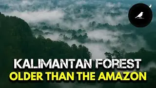 Kalimantan Forest: Asia's LAST Paradise Older Than the AMAZON Rainforest