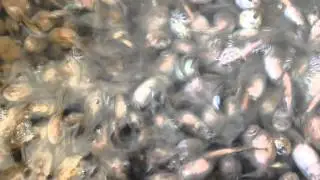 Tadpole Rescue New Mexico