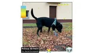 Pr&oacute;tese 3D Pet