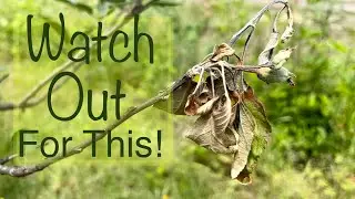 Fighting Off Fire Blight & A Garden Update | VLOG @semojohomestead