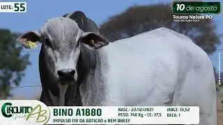 LOTE 55   BINO A1880