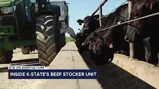 Eye on Agriculture Inside K-State's Beef Stocker Unit