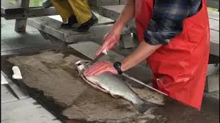 How to Fillet Salmon Featuring Copper River Salmon: Fortune Fish Presents