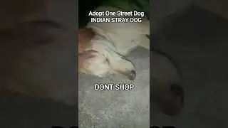 DOG BITES CONTROL - DONT SHOP - ADOPT ONE INDIAN STREET DOG - AWARENESS