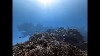Diving Roat&aacute;n Honduras