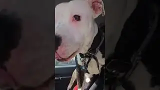 Dog talking - Pit Bull talks - good dog #americanstaffordshire  #funnydog #pitbull #talkingdog #dog